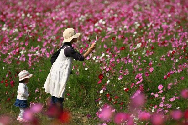 🌸 꿈 코스모스 동산(유메 코스모스 엔) 이미지 11